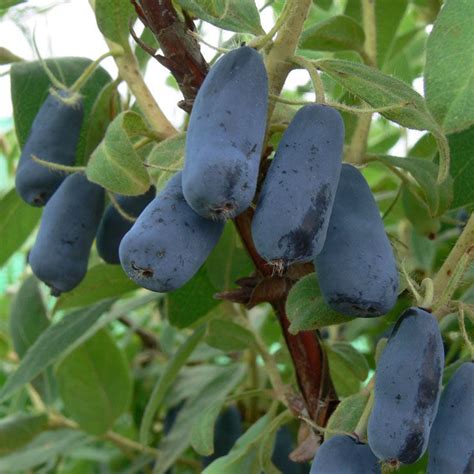 Жимолость Деликатес: особенности и характеристики сорта, правила ...