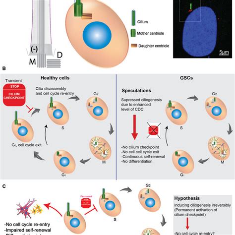 Figure S1. Cilium checkpoint and hypothesis A. The cartoon depicts the ...