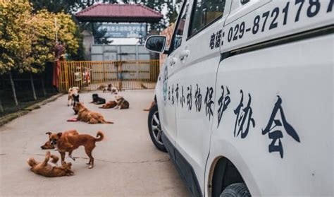 陕西最大流浪动物基地，已救助几十万只猫狗，可以不爱但不要伤害收容流浪狗基地新浪新闻