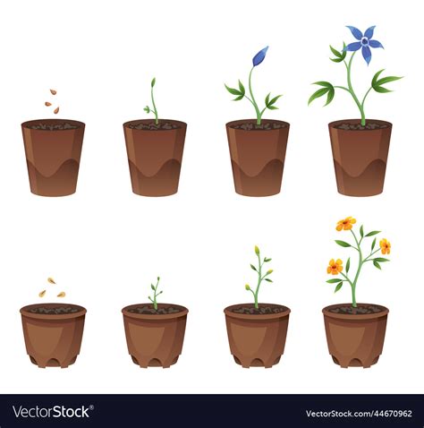 Flower Growth Stages In Brown Pot On White Vector Image