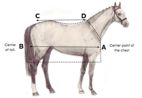 How to Measure your Horse for a Horse Blanket — Performance Horse Blankets