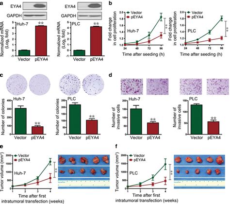 Eya4 Inhibits Hepatocellular Carcinoma Growth And Invasion By Suppressing Nf‐κb‐dependent Rap1