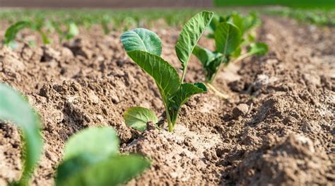 Cabbage Spacing: How Far Apart Should You Plant Cabbage?