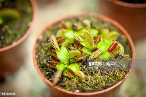 42 Venus Flytrap Eating Stock Photos, High-Res Pictures, and Images - Getty Images