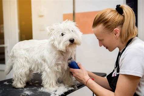 Curso de Técnico en Peluquería Canina 120 horas Maude Formación Privada