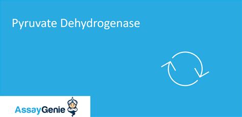 Pyruvate dehydrogenase (PDH) - Assay Genie