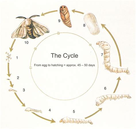 Alkena Silk Art Silkworm Life Cycle Silkworm Cocoon Illustration