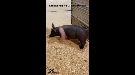 Crossbred 11 3 Barrow DK Showpigs YouTube