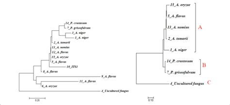 Phylogenetic Tree Indicating Evolutionary Relationships Of Taxa Based