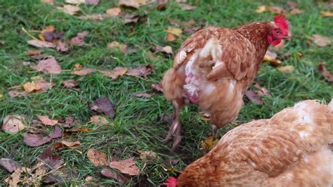 Pollo Maltratado En Granja De Pollos De Corral Y Cr A De Ganado Muestra