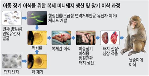 원숭이에 돼지 장기 이식 국내 첫 성공 국민일보