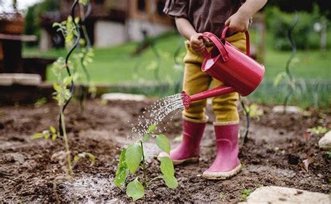 Arrosez Vos Plantes Avec Leau De La Machine Laver De Nombreux