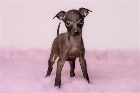 Italian Greyhound Puppies - Little Iggys