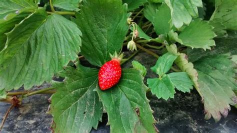 Saison Des Fraises Qui Poussent En Pleine Terre