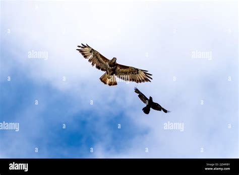 Common Buzzard Being Attacked By A Jackdaw Stock Photo Alamy