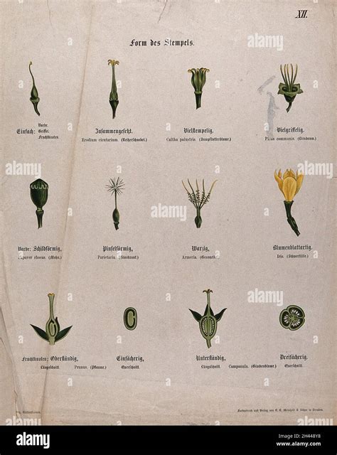 Twelve examples of different types of flower pistil. Chromolithograph, c. 1850 Stock Photo - Alamy