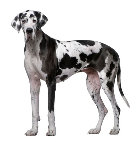 Great Dane | Dog Breed Info And Characteristics