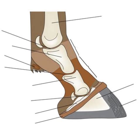 Equine Foot Anatomy Diagram Quizlet