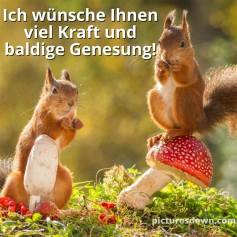 Gute besserung bild Eichhörnchen und Pilze kostenlos