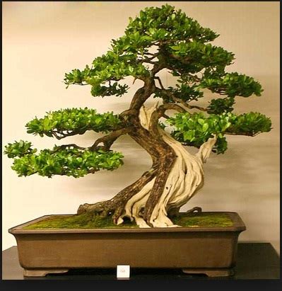 Jenis Bonsai Yang Unik