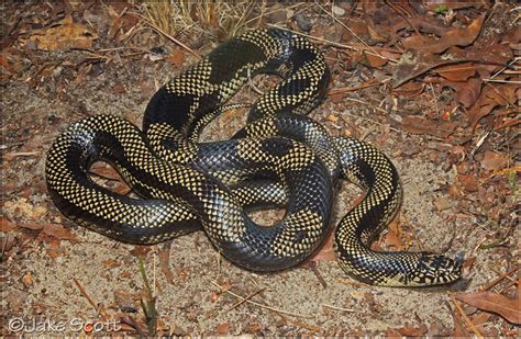 Apalachicola Kingsnake Lampropeltis Getula Goini A Photo On Flickriver