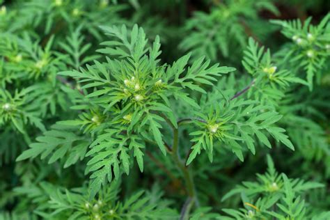 Annual Ragweed Ambrosia Artemisiifolia Flower Leaf Care Uses