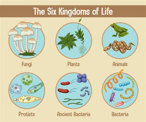 Examples Of Bacteria Kingdom