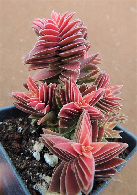 Crassula Corymbulosa Red Pagoda Shark S Tooth Crassula Etsy Succulents Succulent Pots Pagoda