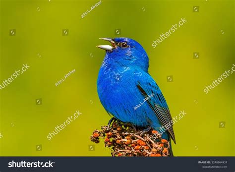 Indigo Bunting Male Photos and Images & Pictures | Shutterstock