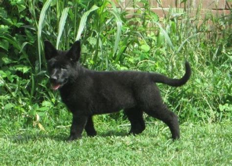 AKC Solid Black and Blue Sable German Shepherd Puppies for Sale in ...