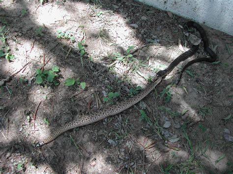 Texas Indigo vs. Rattlesnake deathmatch! : r/natureismetal