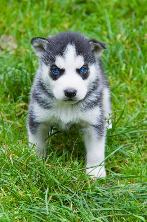 Premium Photo | Siberian husky puppies