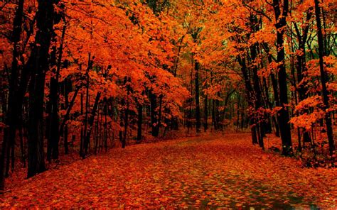 Fall Path Mac Wallpaper Download Allmacwallpaper