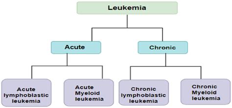 Division Of Leukemia Based On Growth And Cell Line Of Origin Download