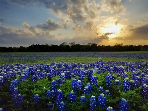 Central Texas Bluebonnets at Sunset : r/TexasViews