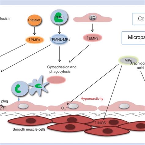 Microparticles And Endothelial Dys Function Through Transcellular