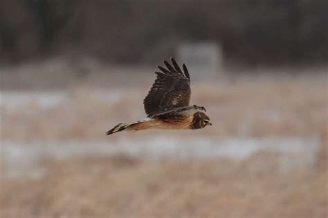 Shawangunk Grasslands Wildlife Refuge Is A Haven For Birders