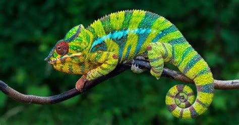 10 Interesting Facts About Reptiles - XYZReptiles