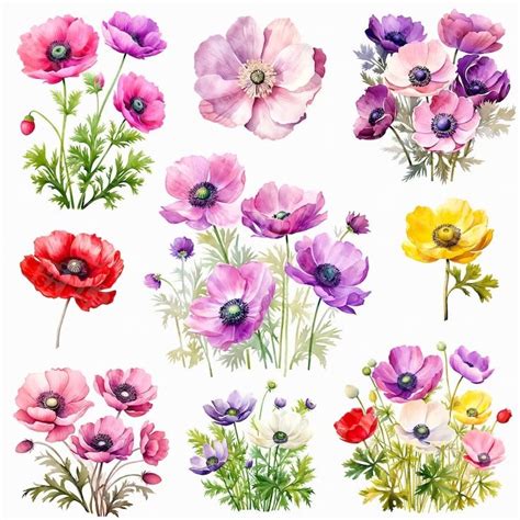 Fiore Di Anemone Dell Acquerello Png Illustrazione Di Fiori Clipart Di