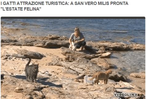 Al Tg Di Videolina Lattrazione Turistica Dei Gatti Di Su Pallosu I