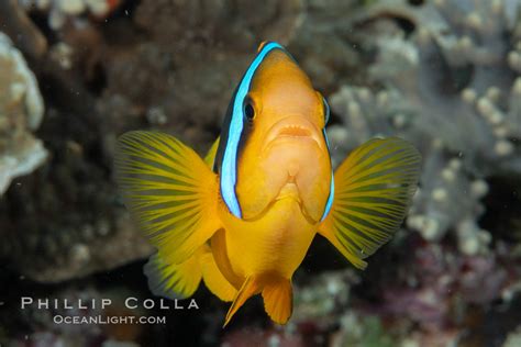 Bluestripe Clownfish Amphiprion Chrysopterus Fiji 34826