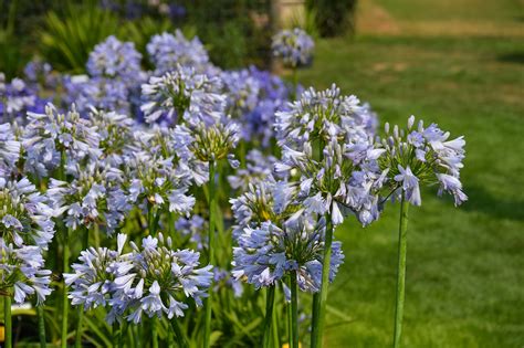 Agapanthus Topper Voor De Tuin Blog Laurence Machiels Journalist