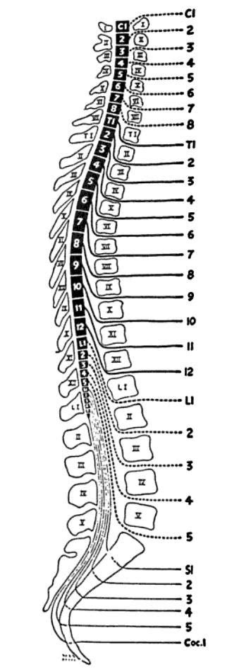 Spinal Cord Segments And Vertebral Levels