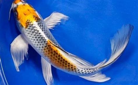 25 Jenis Ikan Koi Tercantik Dan Terfavorit Serta Karakteristiknya