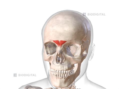 Procerus | BioDigital Anatomy