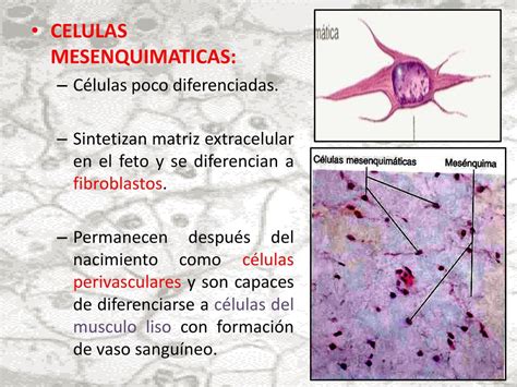 UNIDAD DIDACTICA DE HISTOLOGIA EMBRIOLOGIA Ppt Descargar