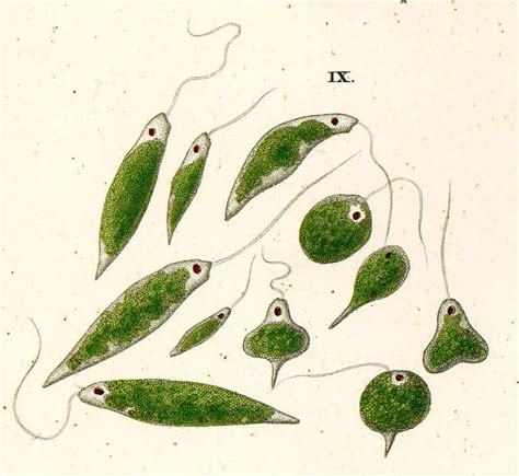 25 Photoautotrophs Examples: Detailed Explanations And Images – Lambda ...