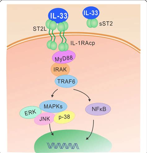 Il 33st2 Signaling The Binding Of Il 33 To St2 Results In The