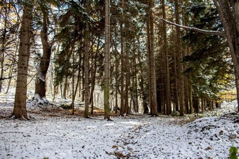 Un Camino Nevado En El Bosque Con Un Suelo Cubierto De Nieve Y Rboles