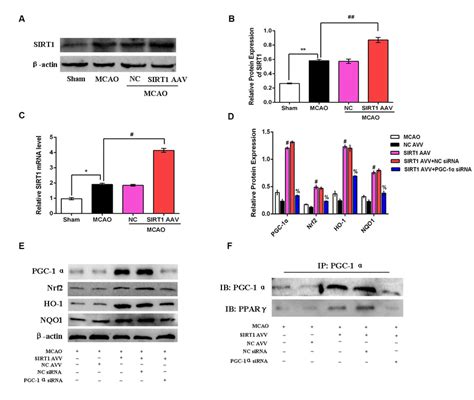 Sirt Overexpression Promoted Nrf Expression After Cerebral I R Injury